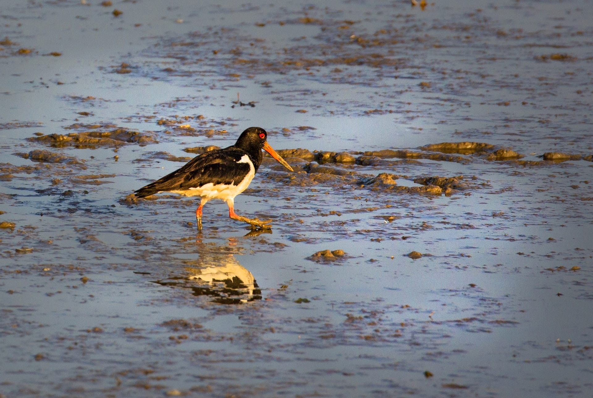 Wildlife and Landscapes